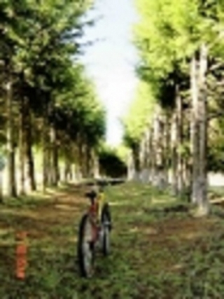 Bicicleta de montaña